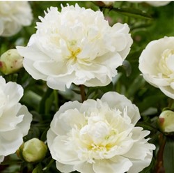 Peonia bianca Duchesse de Nemours - Paeonia