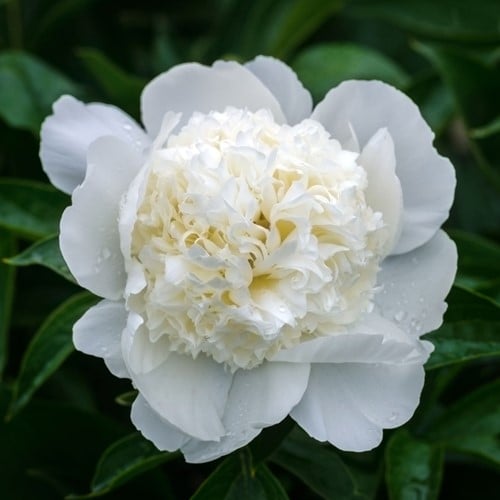 Peonia Bianca - Paeonia