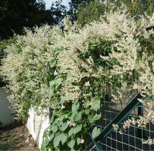 Persicaria Amplexicaulis Alba