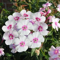 Flox 'Europa' - Phlox Paniculata