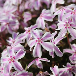 Flox 'Candy Stripes' (Phlox Subulata)