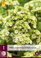 Phlox paniculata Orchid Green-2