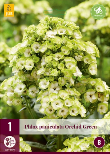 Phlox paniculata Orchid Green-2