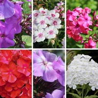 Phlox Paniculata mix Vlambloem (Driepack)