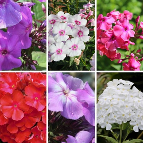 Phlox paniculata mix (Confezione da sei)