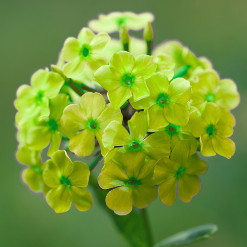 Phlox paniculata Orchid Green