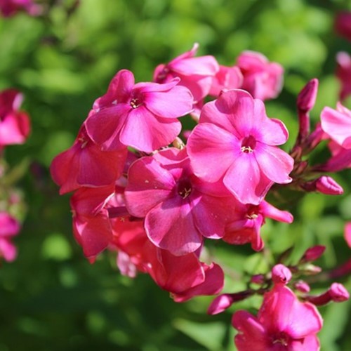 Phlox Paniculata Tenor - Flox