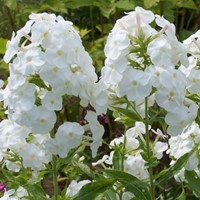 Phlox Paniculata White Admiral - Vlambloem
