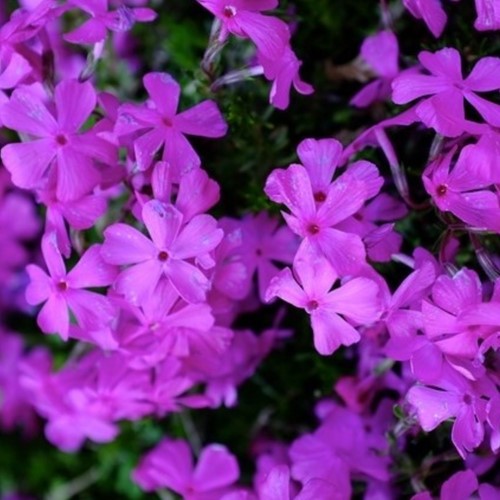 Flox Purple Beauty - Phlox subulata (Confezione da 6)
