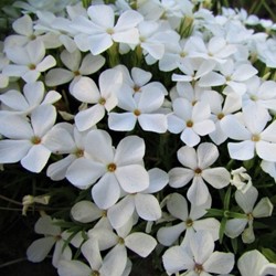 Flox strisciante 'Maischnee' - Phlox Subulata (Confezione da 6)