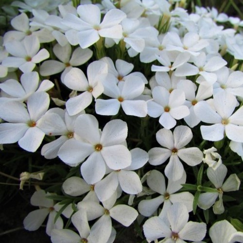 Flox strisciante 'Maischnee' - Phlox Subulata (Confezione da 6)