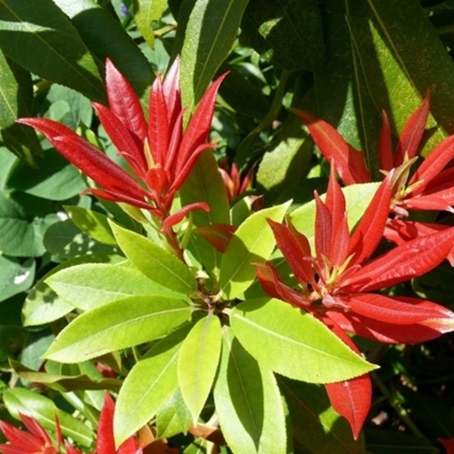 Andromeda Giapponese Carnaval - Pieris japonica