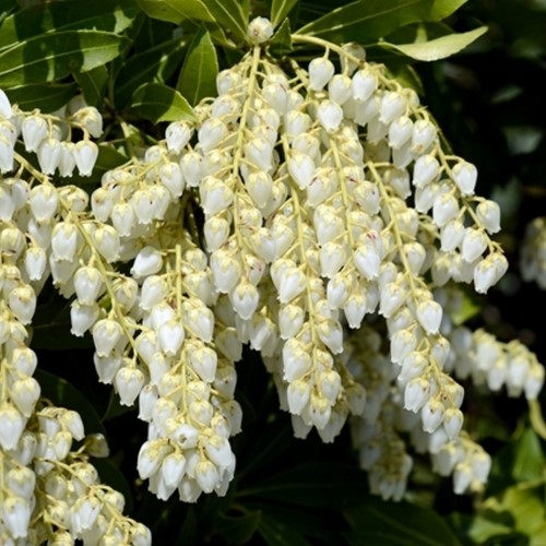 Andromeda Giapponese ‘Cupido’ - Pieris Japonica