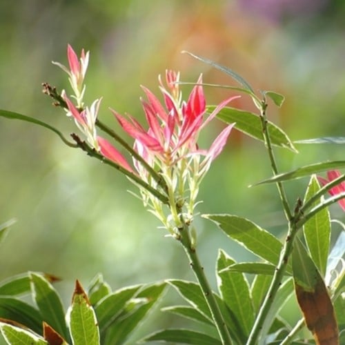 Andromeda Giapponese ‘Flaming Silver’ - Pieris Japonica