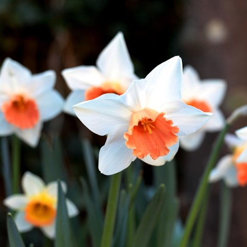 Narciso Pink Charm - Narcissus