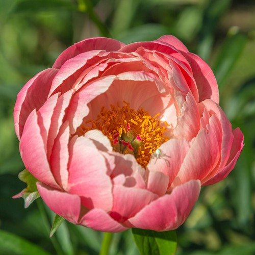 Paeonia Pink Hawaiian Coral - Paeonia 