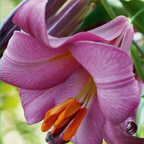 Giglio Pink Perfection - Lilium longiflorum