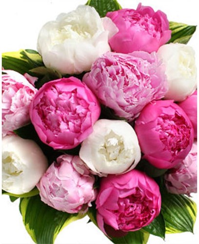 Peonia mix - Paeonia
