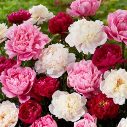 Pioenroos Gemengd: wit, rood en roze - Paeonia mix