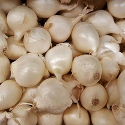 Witte pootui Silvermoon - Allium cepa