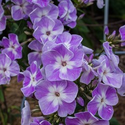 Flox 'Laura' - Phlox Paniculata