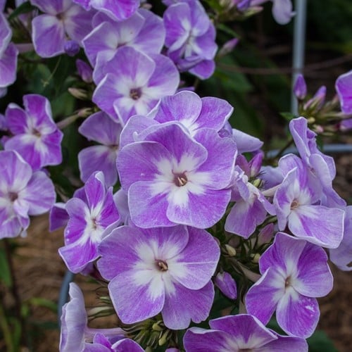 Flox 'Laura' - Phlox Paniculata