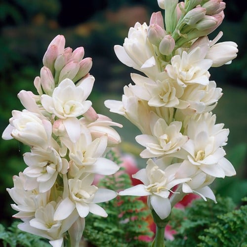 Polianthes Tuberosa The Pearl (confezione grande) – Tuberosa