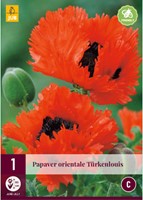 Papaver Türkenlouis – Klaproos-2