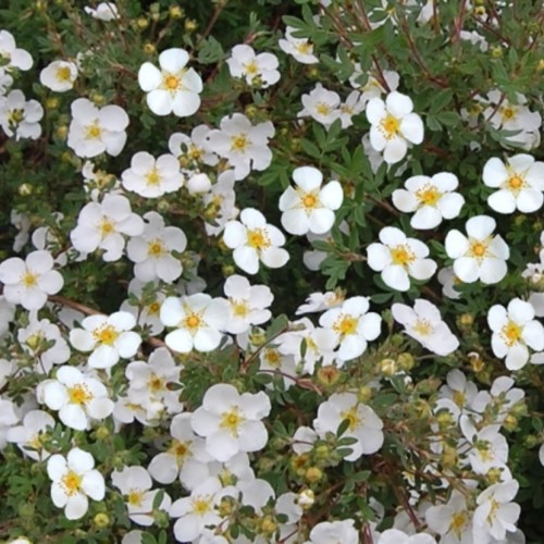 Cinquefoglia 'Abbotswood' - Potentilla Fruticosa