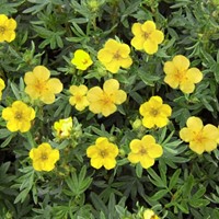 Cinquefoglia Kobold - Potentilla Fruticosa