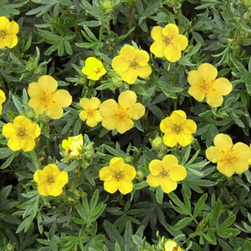 Cinquefoglia Kobold - Potentilla Fruticosa