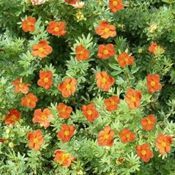 Cinquefoglia ‘Red Ace’ - Potentilla Fruticosa