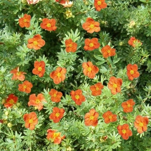 Cinquefoglia ‘Red Ace’ - Potentilla Fruticosa