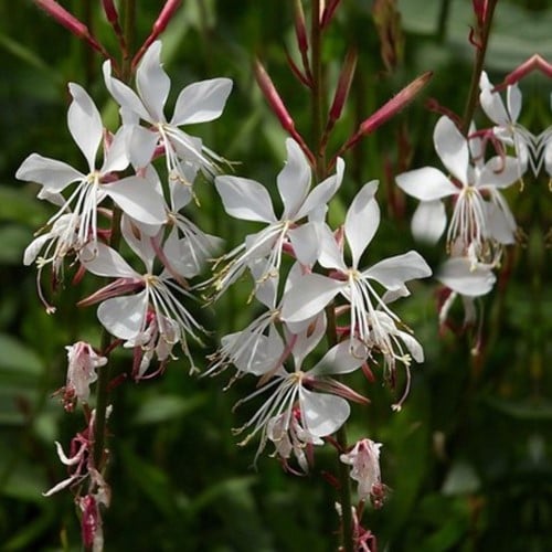 Gaura lindheimeri Whirling Butterflies - Fior di Orchidea