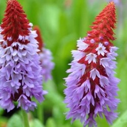 Primula vialii – Primula Orchidea
