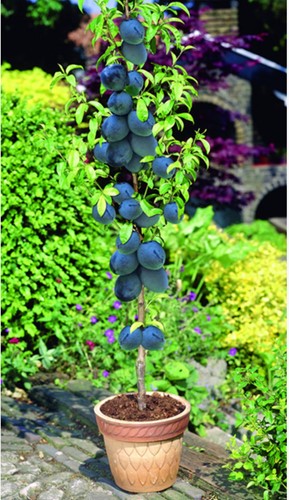 Prugno Black Amber- Prunus domestica