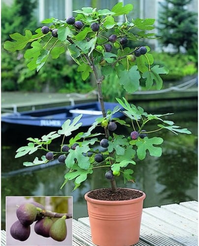 Fico Comune - Ficus carica