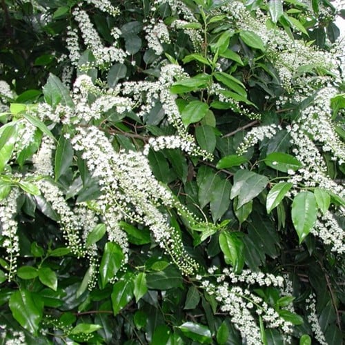 Lauro del Portogallo Angustifolia - Prunus lusitanica