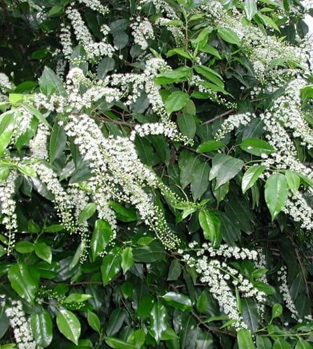 Lauro del Portogallo 'Angustifolia' (Prunus Lusitanica)