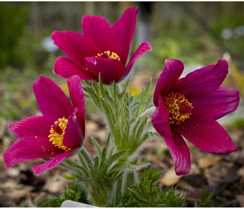 Pulsatilla vulgaris Rubra – Anemone pulsatilla