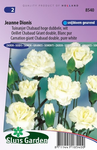 Garofano Jeanne Dionis – Dianthus Chabaud