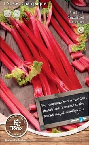 Rabarbaro 'Red Champagne' (Rheum rhabarbarum)