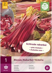 Rabarbaro Victoria (Rheum rhabarbarum)