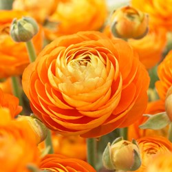 Ranuncolo doppio Arancione - Ranunculus asiaticus