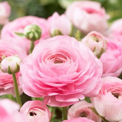 Ranuncolo doppio Rosa - Ranunculus Asiaticus