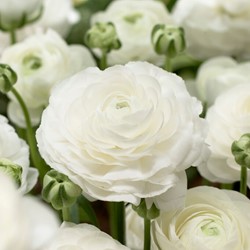 Ranuncolo doppio Bianco - Ranunculus asiaticus