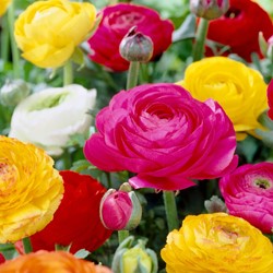 Mix Ranuncolo assortito - Ranunculus