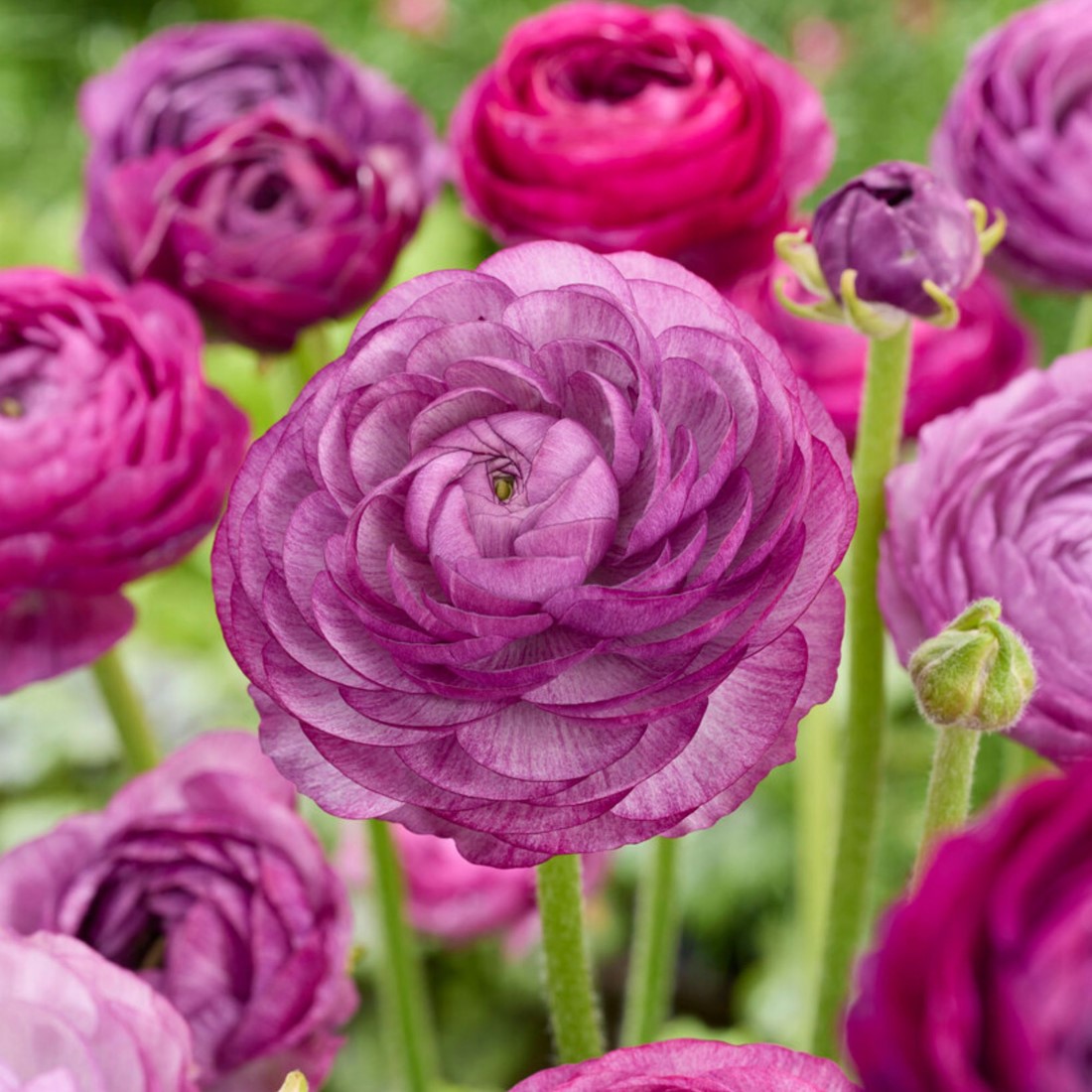 Ranonkel Paars - Ranunculus dubbel Florablom