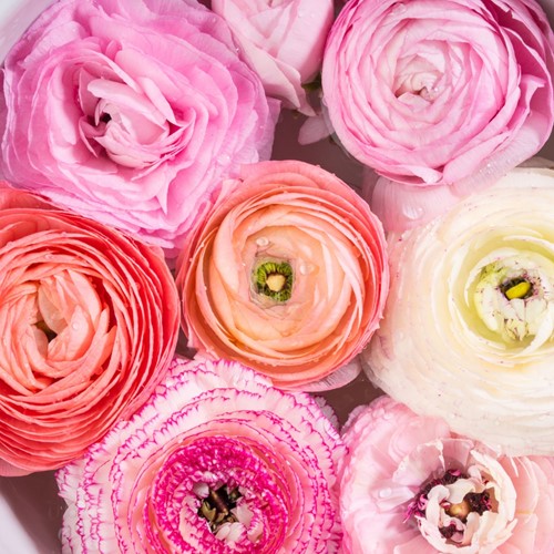Ranunculus Pastel Mix – Ranuncolo
