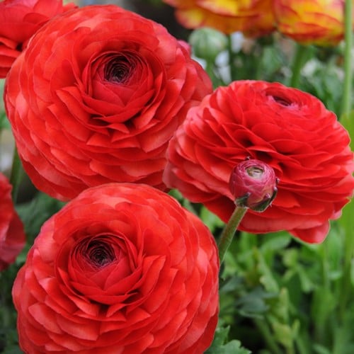 Ranuncolo doppio 'Rosso' (Ranunculus Asiaticus)
